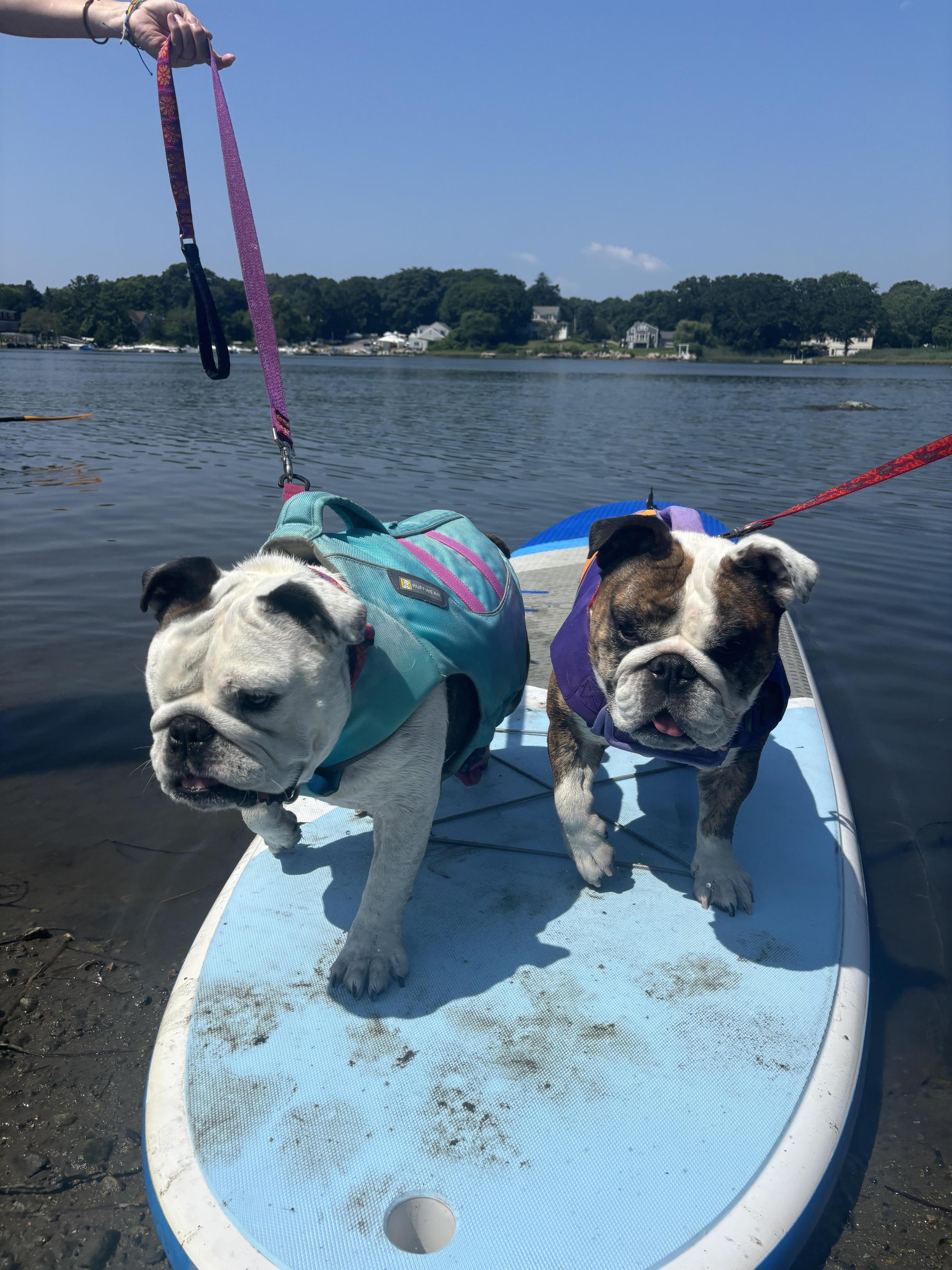 Pet Friendly SUP Sisters CT