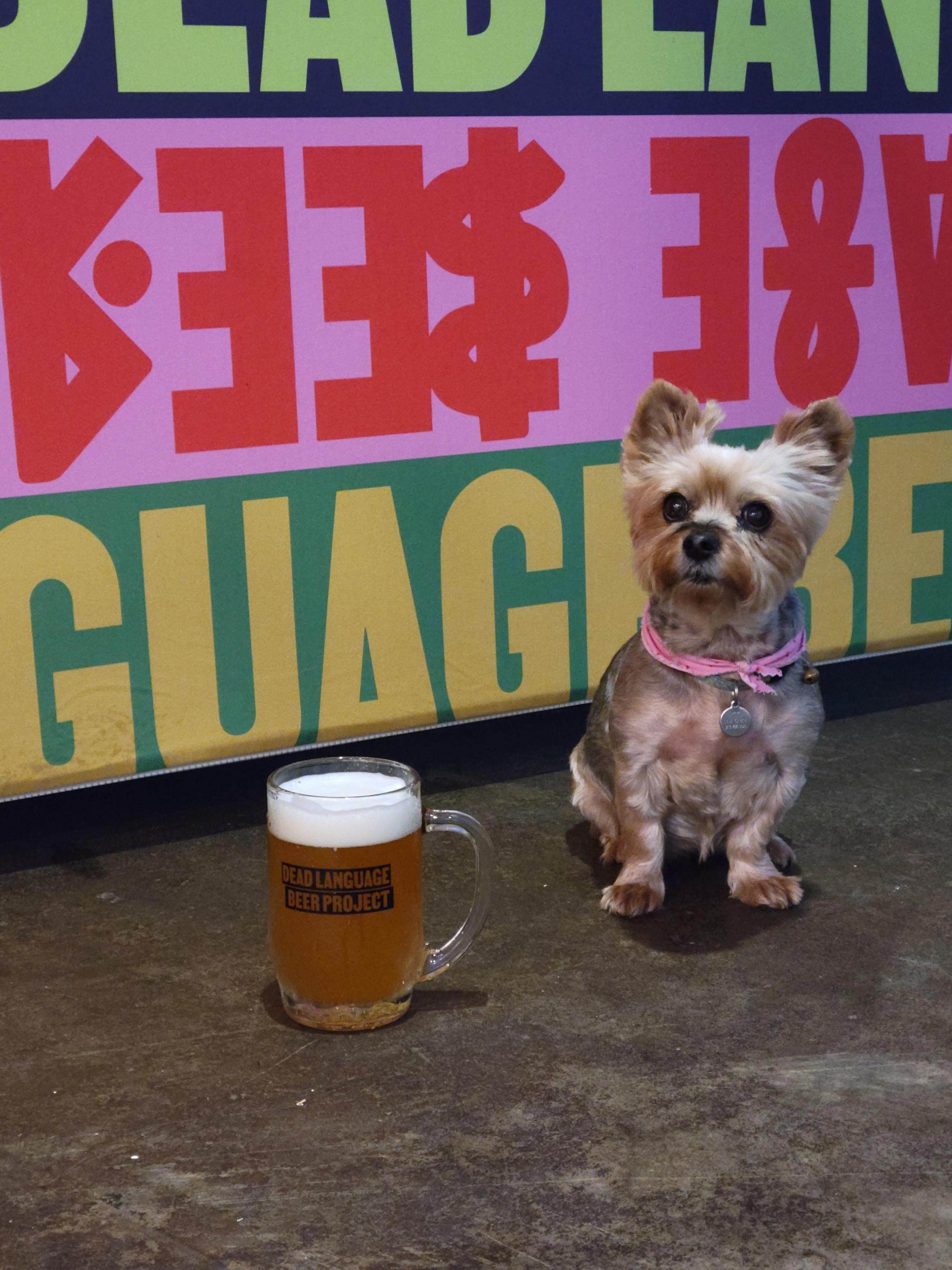 Pet Friendly Dead Language Beer Project