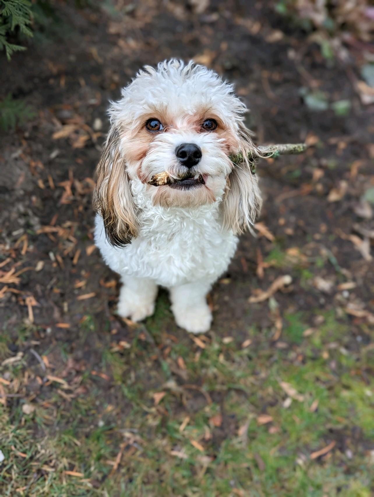 Pet Friendly Paws and All LLC