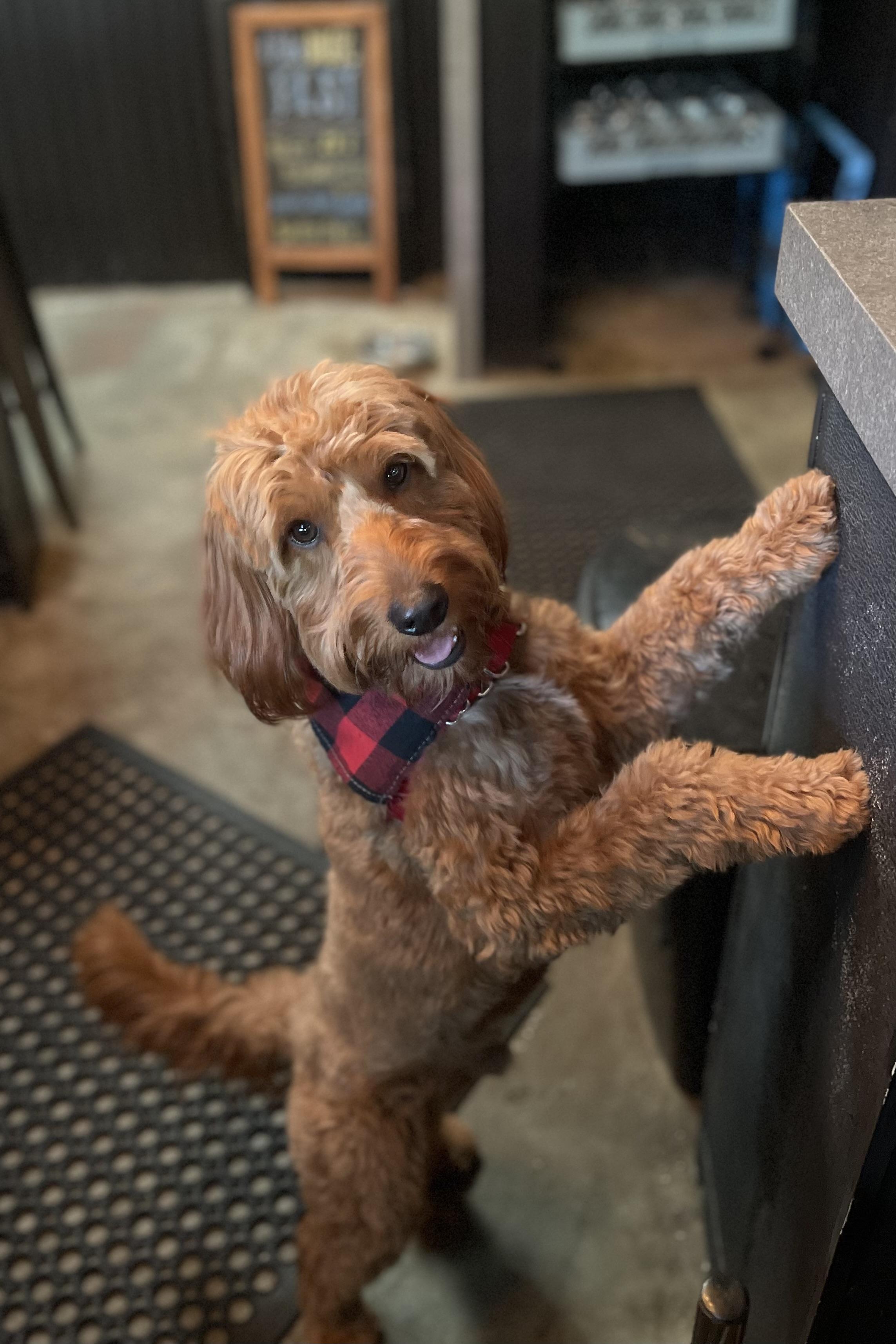 Pet Friendly Cultivation Brewery