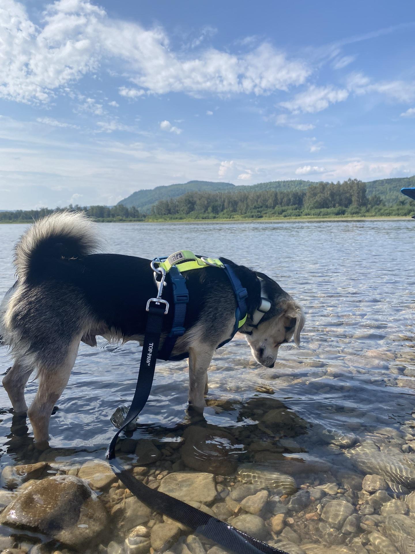 Pet Friendly Tide Head Beach