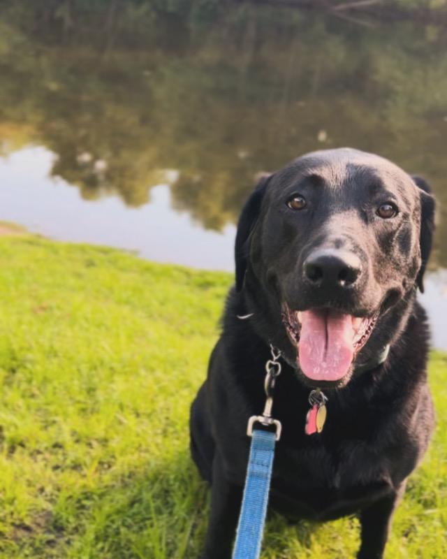 Pet Friendly Milo’s Friends Pet Sitting