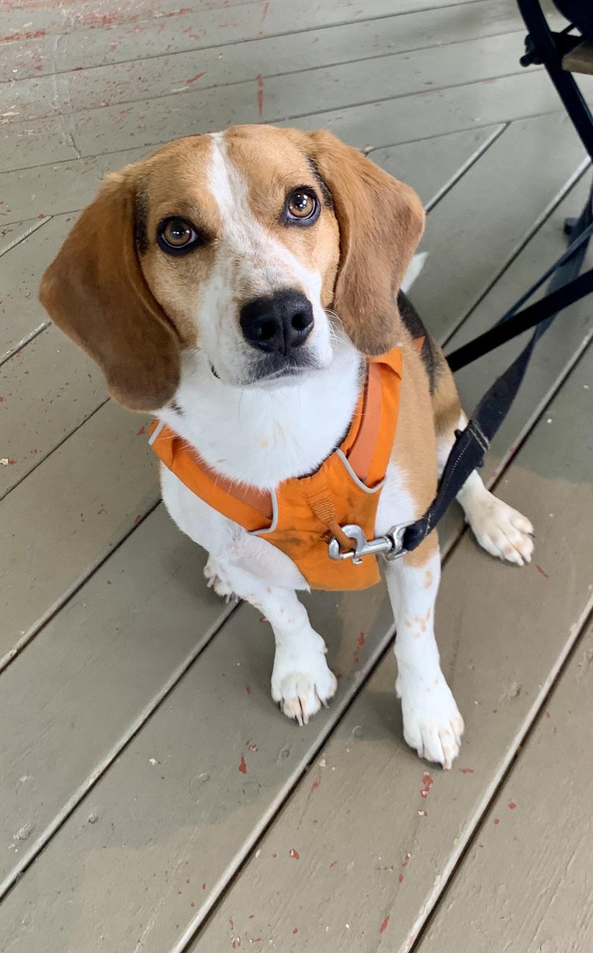 Fido sitting on the pet-friendly patio at Café des Cantons in Orford, QC.