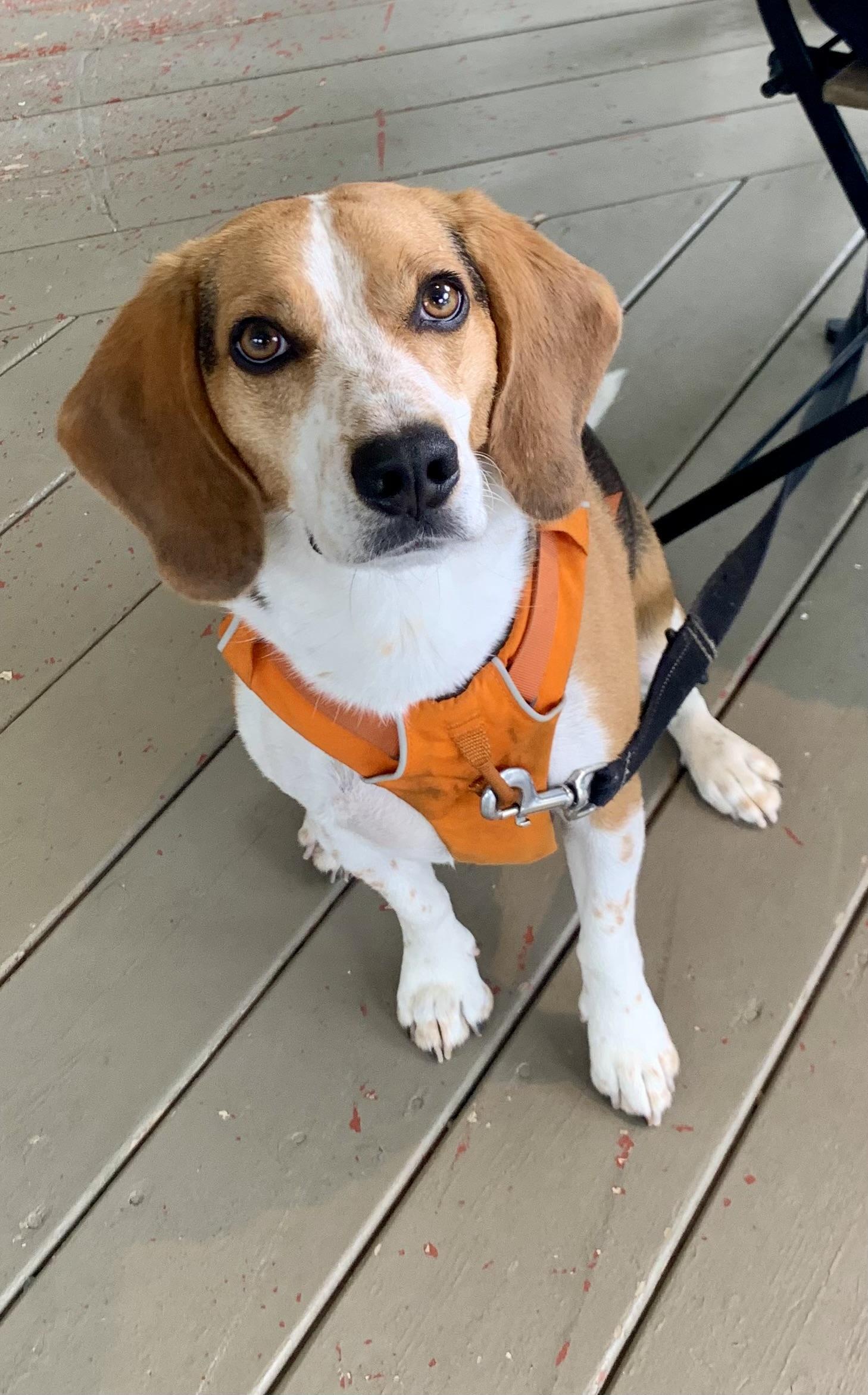 Café des Cantons Pet Policy