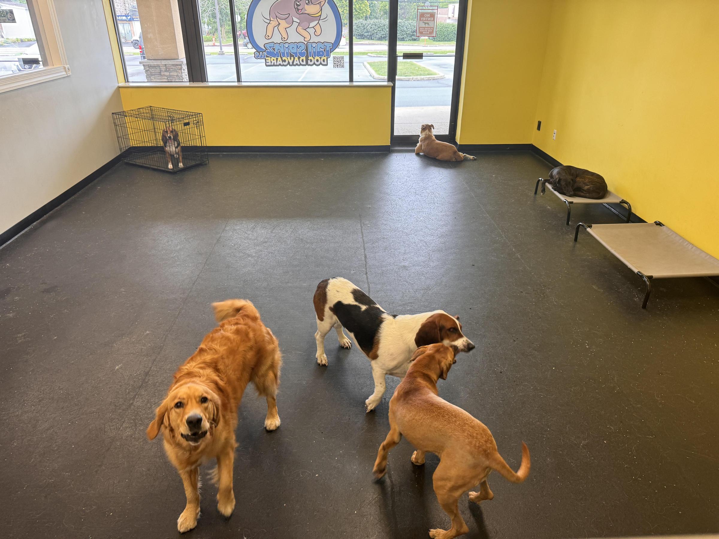 Pet Friendly Tail Spinz