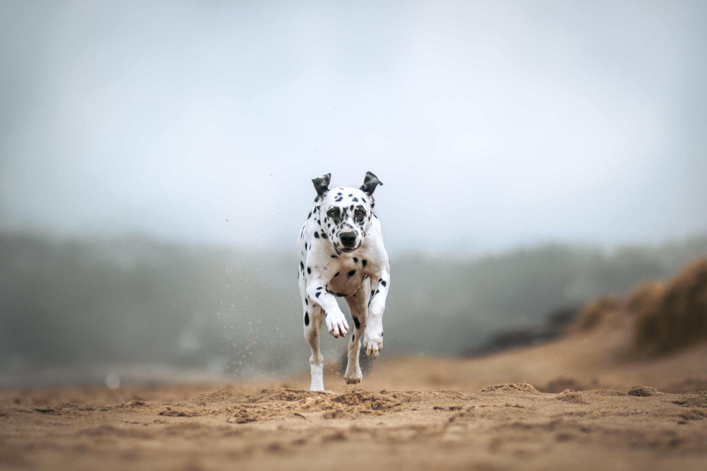 Pet Friendly DLA Photography