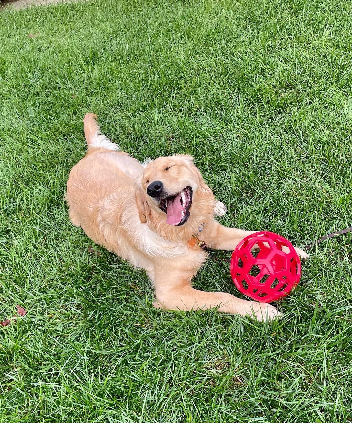Pet Friendly Your Royal Pooch Pet Concierge