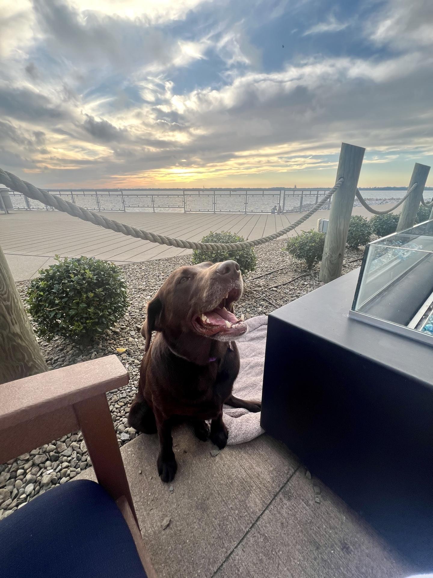 Pet Friendly Shoreline Bar & Grille