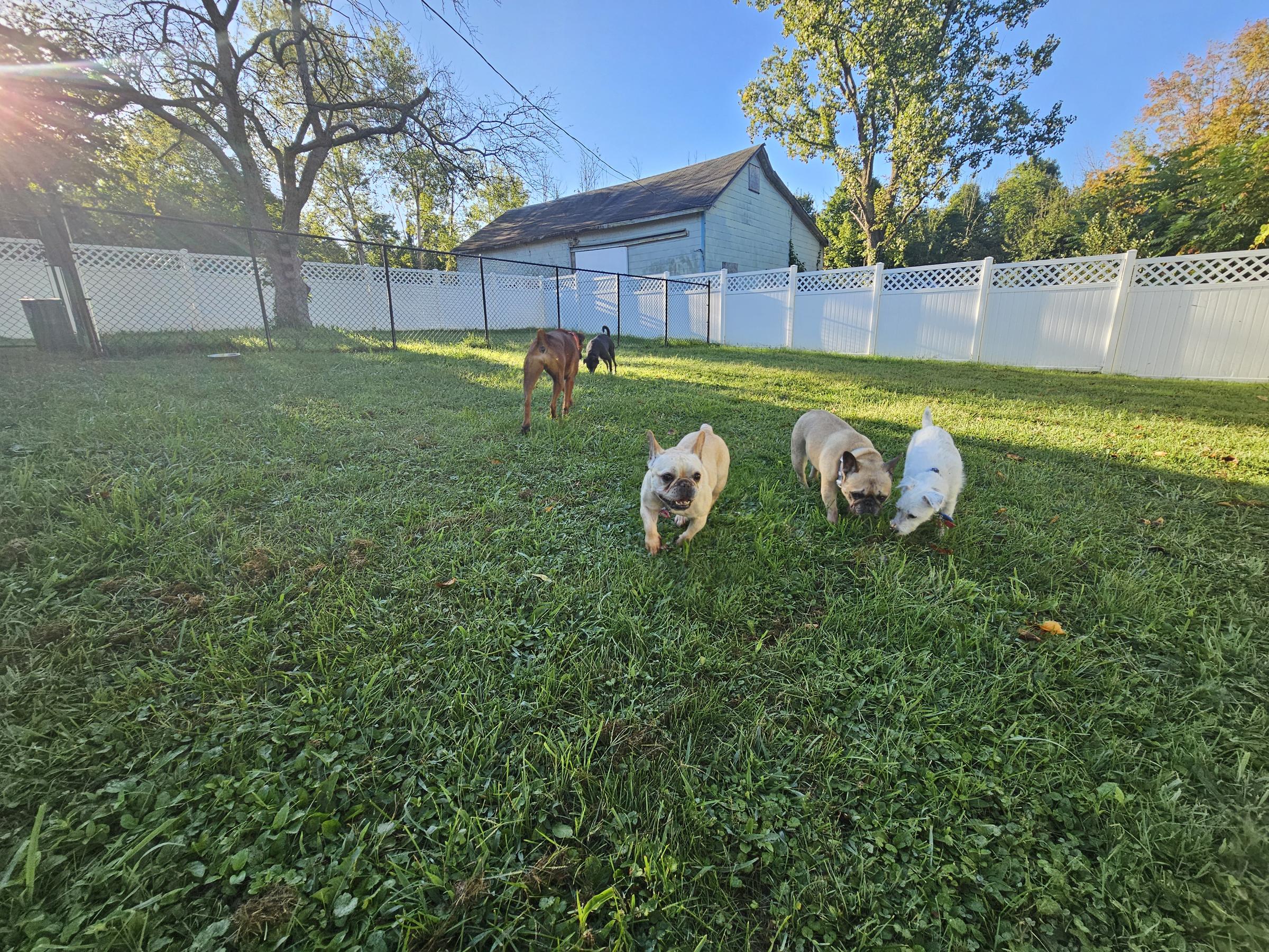 Pet Friendly Dog's Day Boarding & Daycare