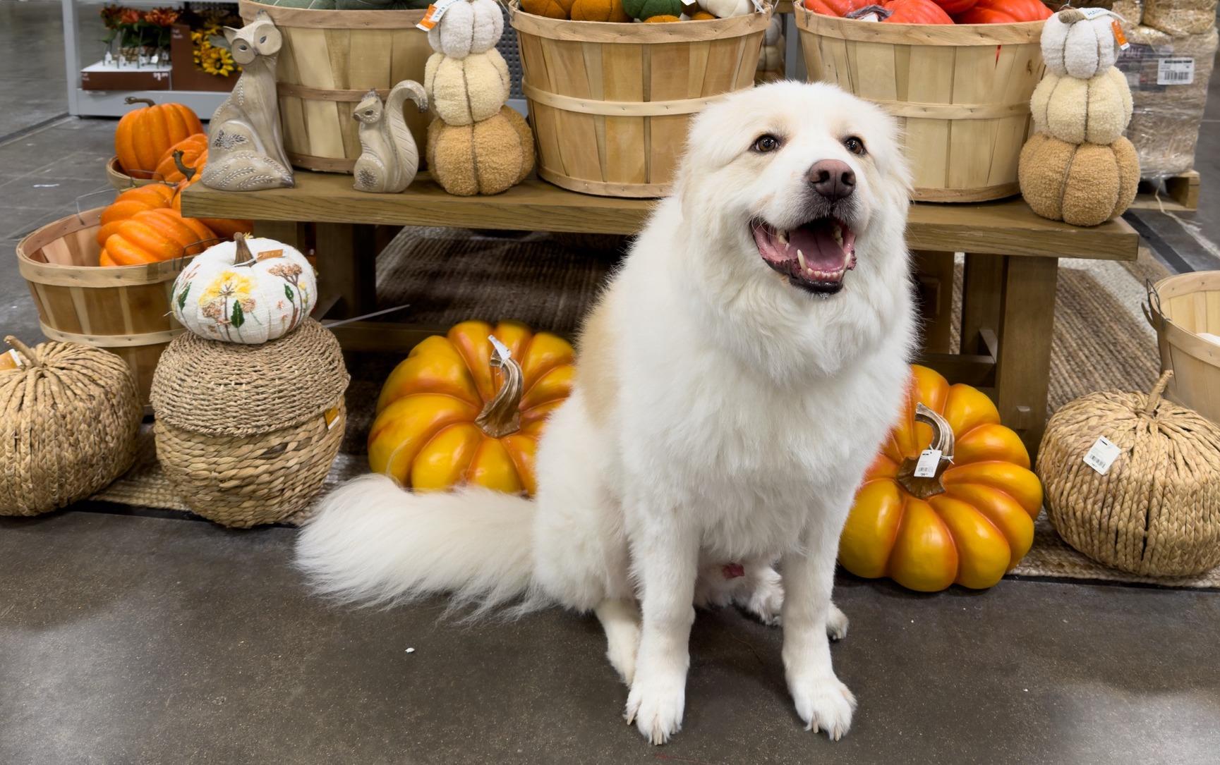 Pet Friendly At Home Middletown Township