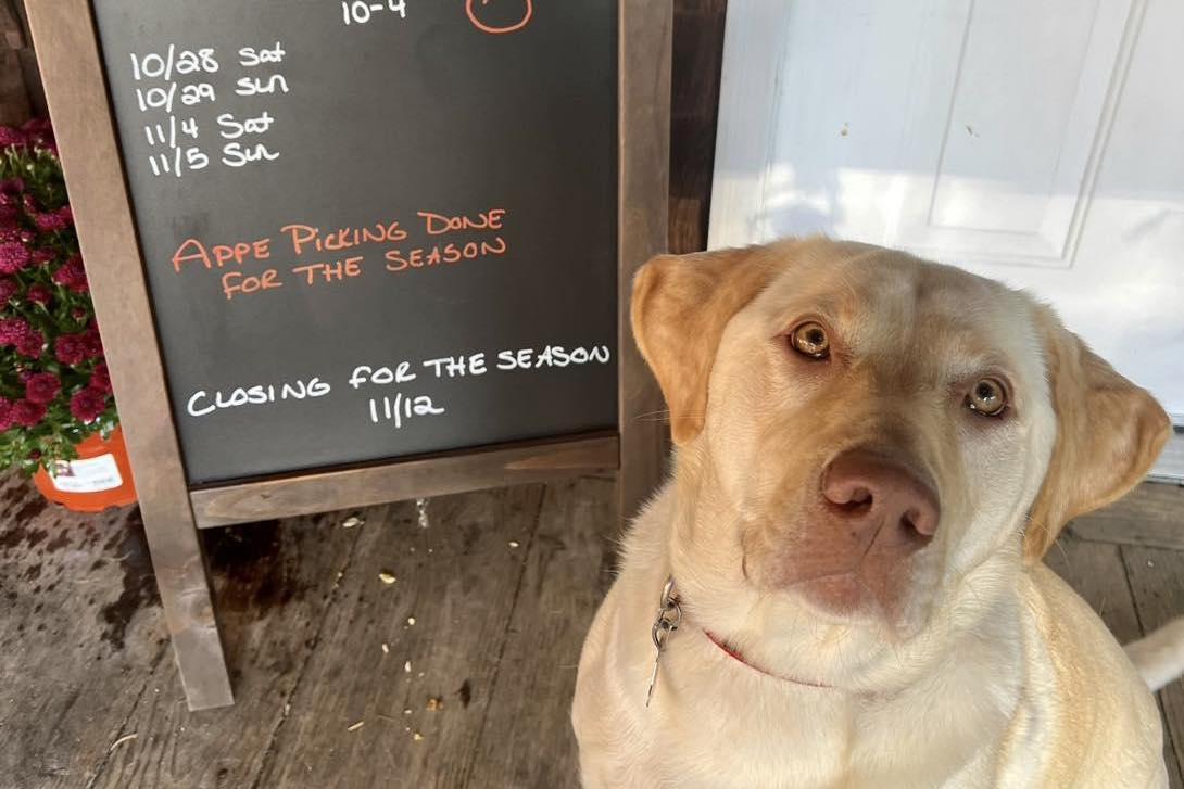 Pet Friendly Carver Hill Orchard
