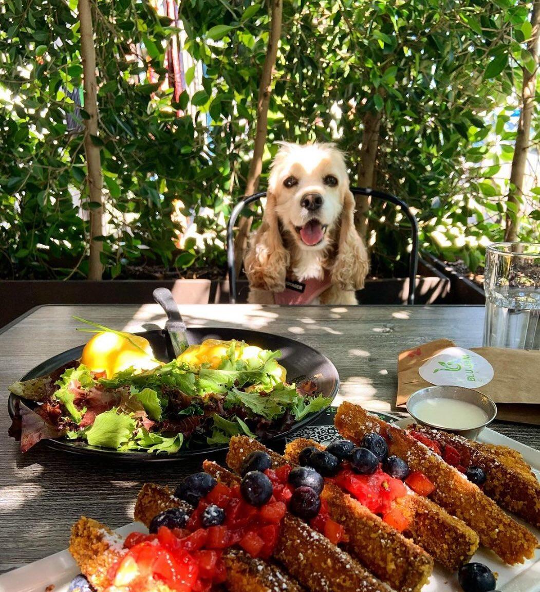 Dog Friendly Breakfast Restaurants in Los Angeles CA BringFido