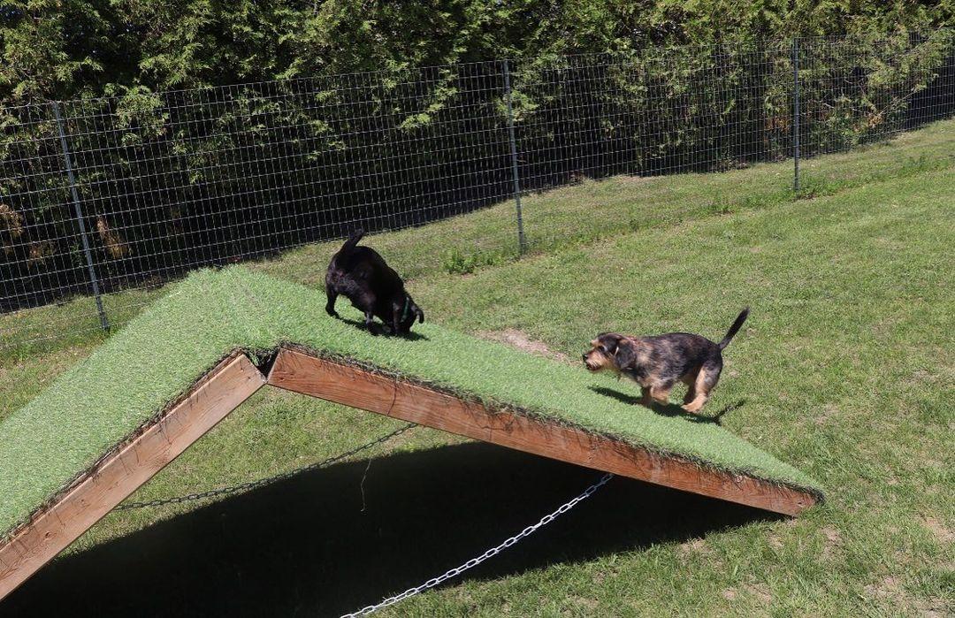 Dog Friendly Activities London: Explore Pawsome Adventures