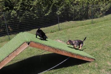 Dog Friendly Activities London: Explore Pawsome Adventures