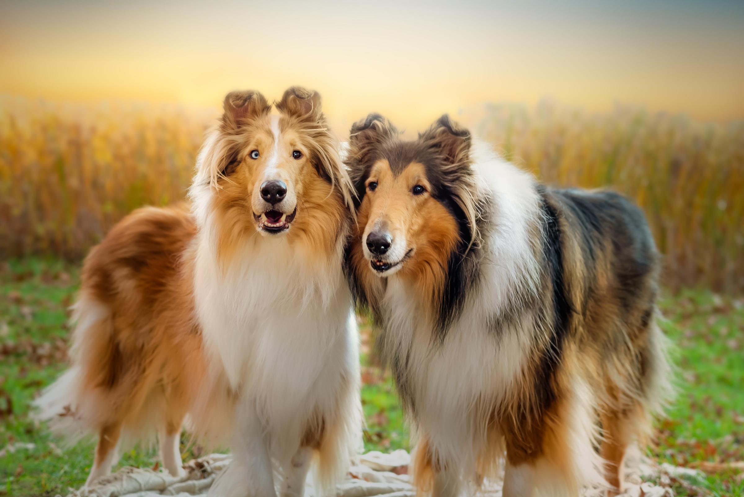 Pet Friendly West Oak Pet Photography