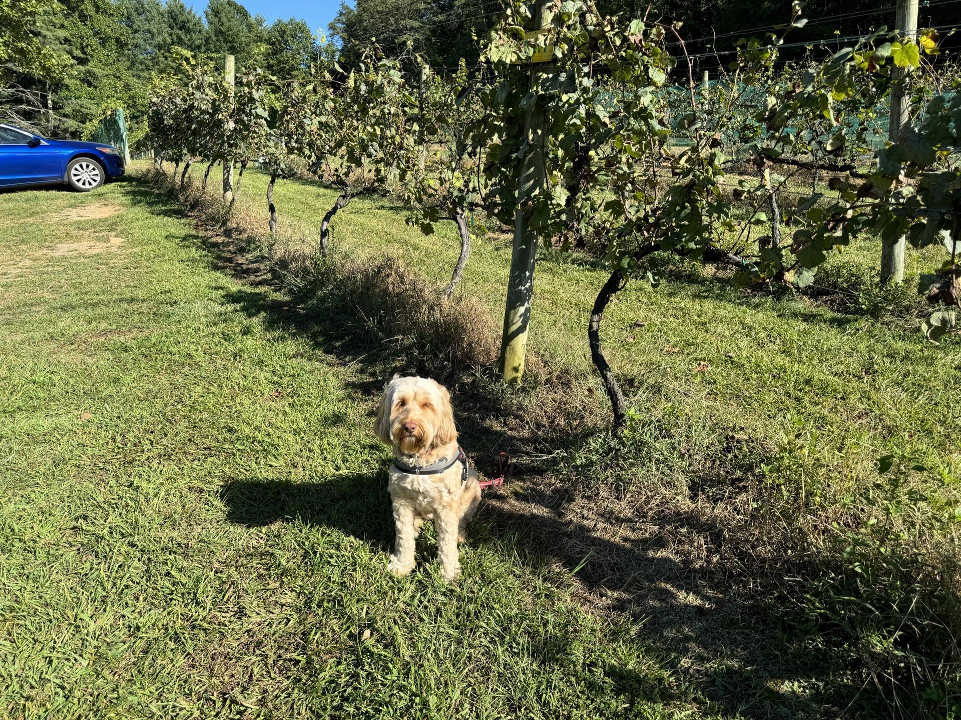 Pet Friendly Hightower Creek Vineyards