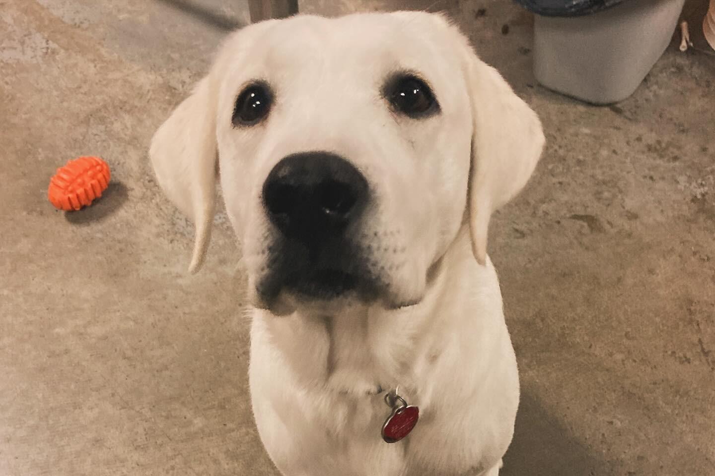 Pet Friendly Brewery Fire