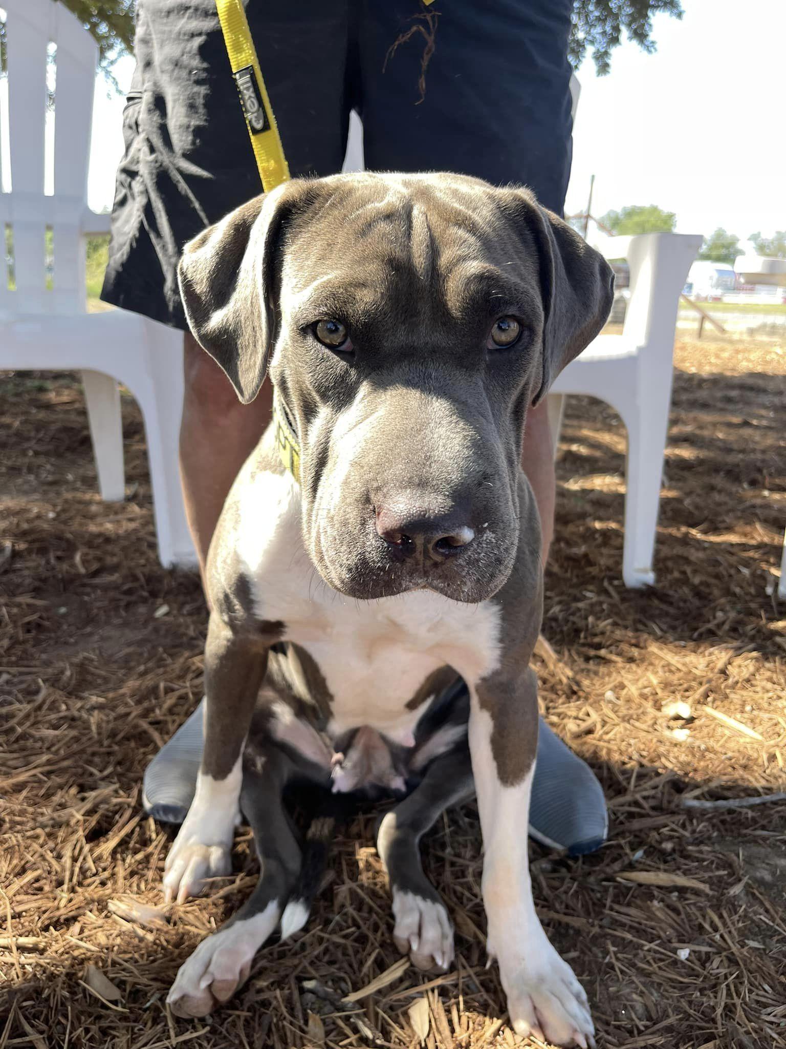 Pet Friendly Tailchasers Dog Park + Pub