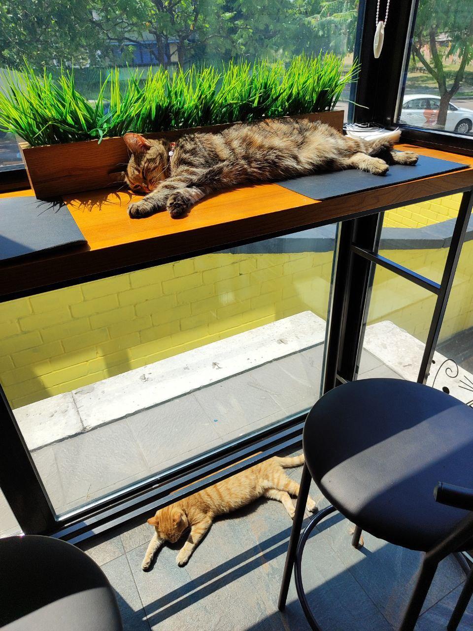 Pet Friendly LEO cafe