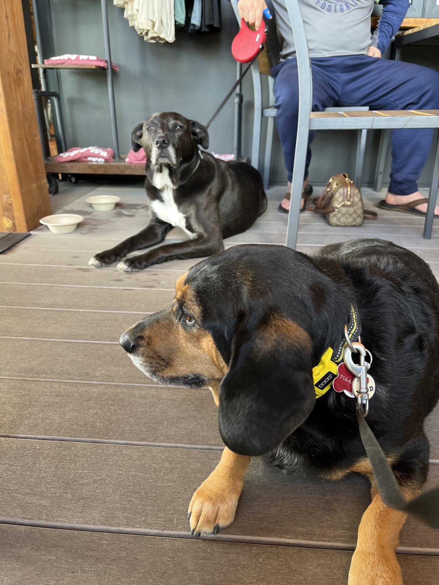 Pet Friendly Township 20