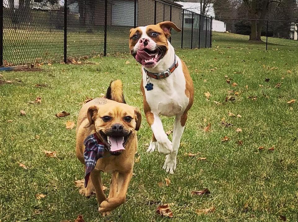 Pet Friendly Lakeview Dog Park