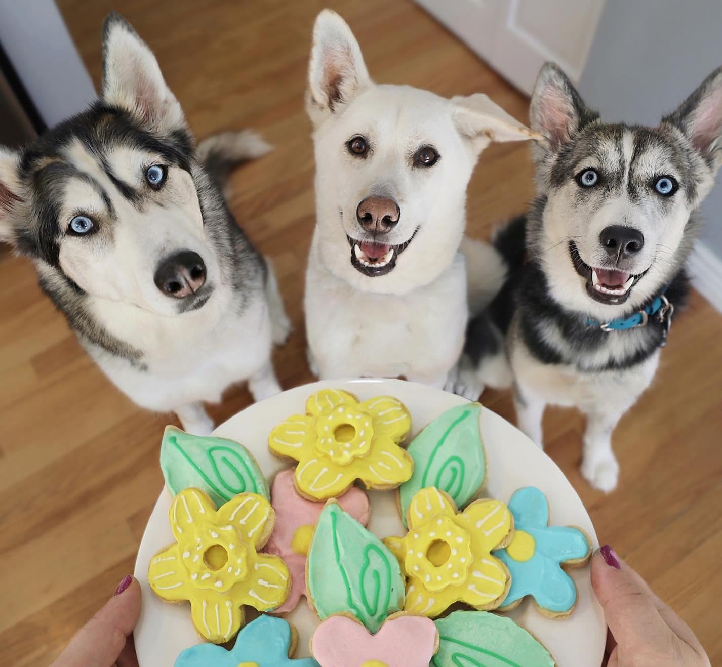 Pet Friendly Michaels Dickson City