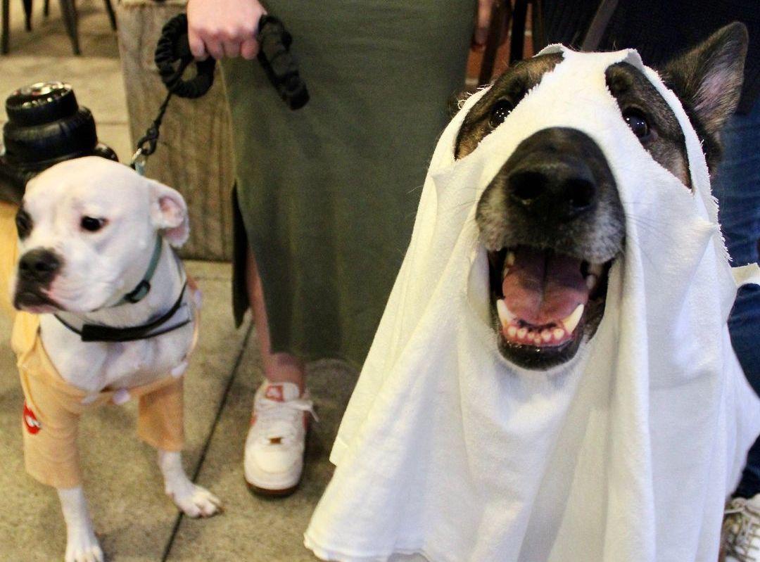 Pet Friendly Wag-O-Ween Costume Contest