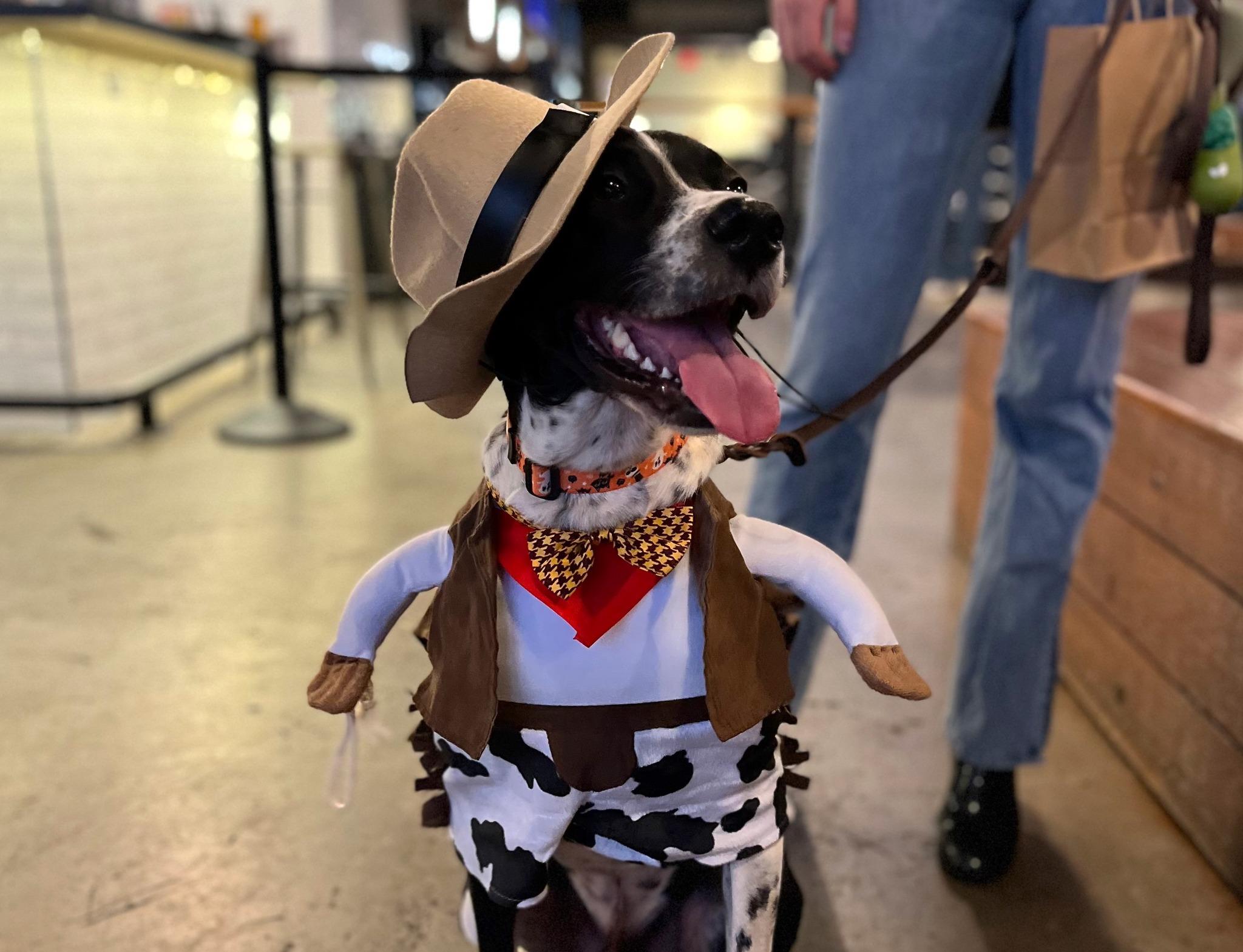 Pet Friendly Wag-O-Ween Halloween Dog Costume Contest