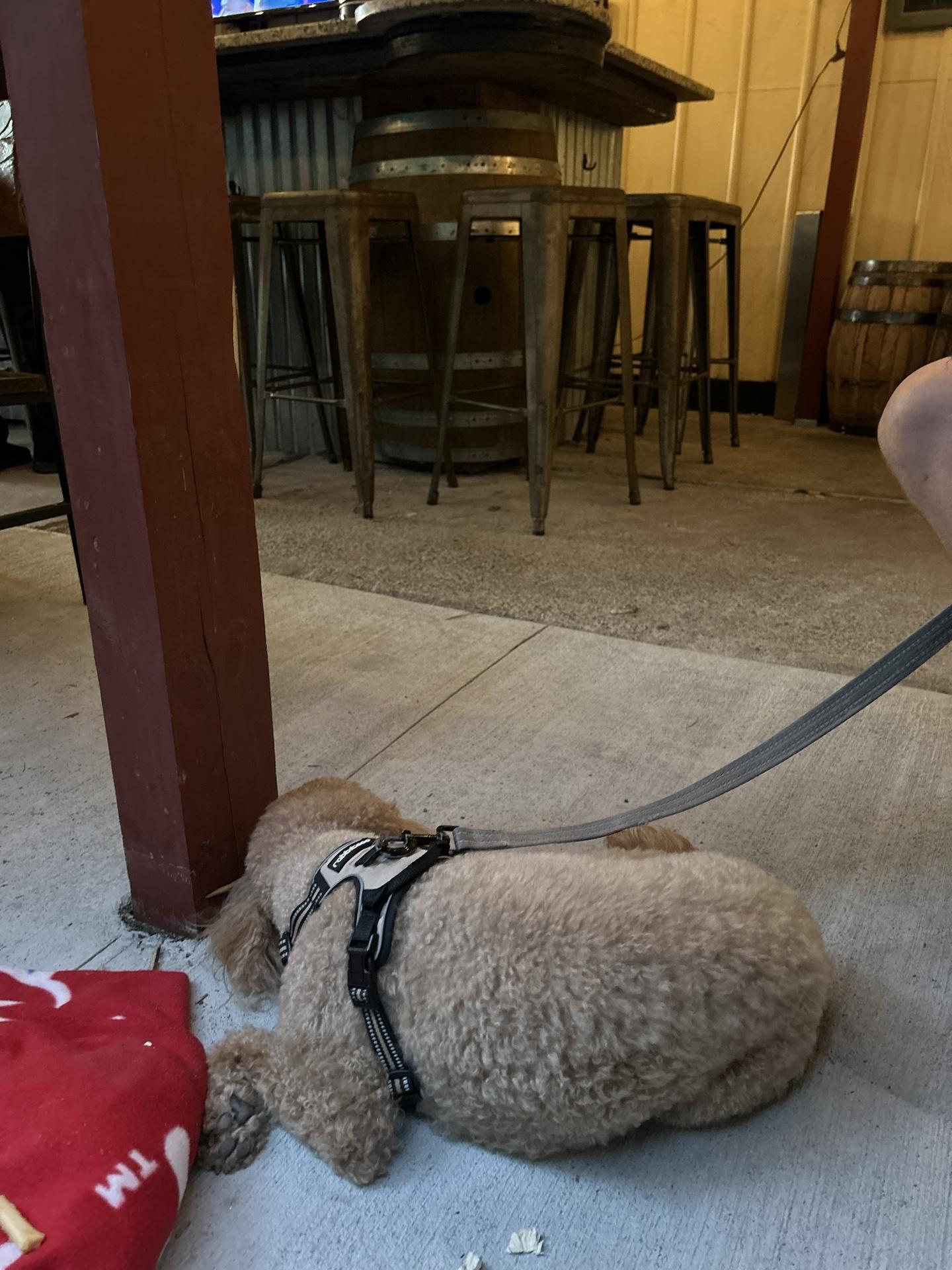 Pet Friendly Train Wreck Distillery