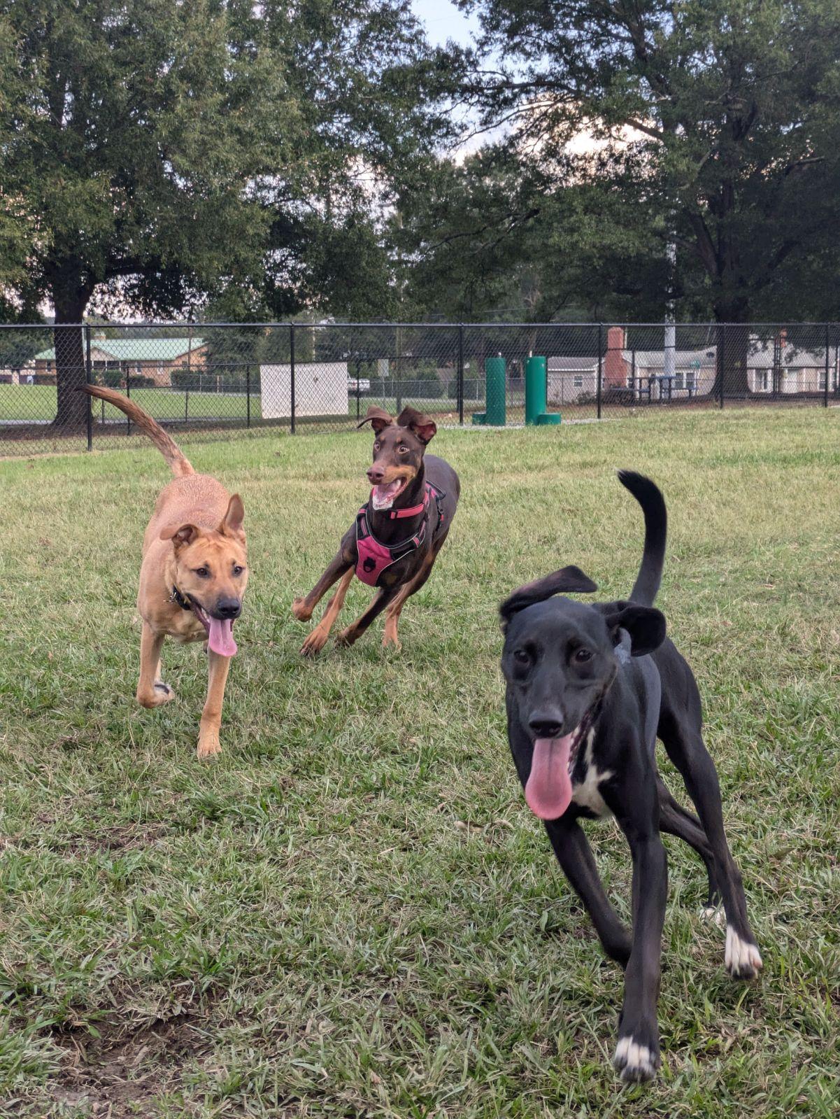 Pet Friendly Sunset Park Dog Park