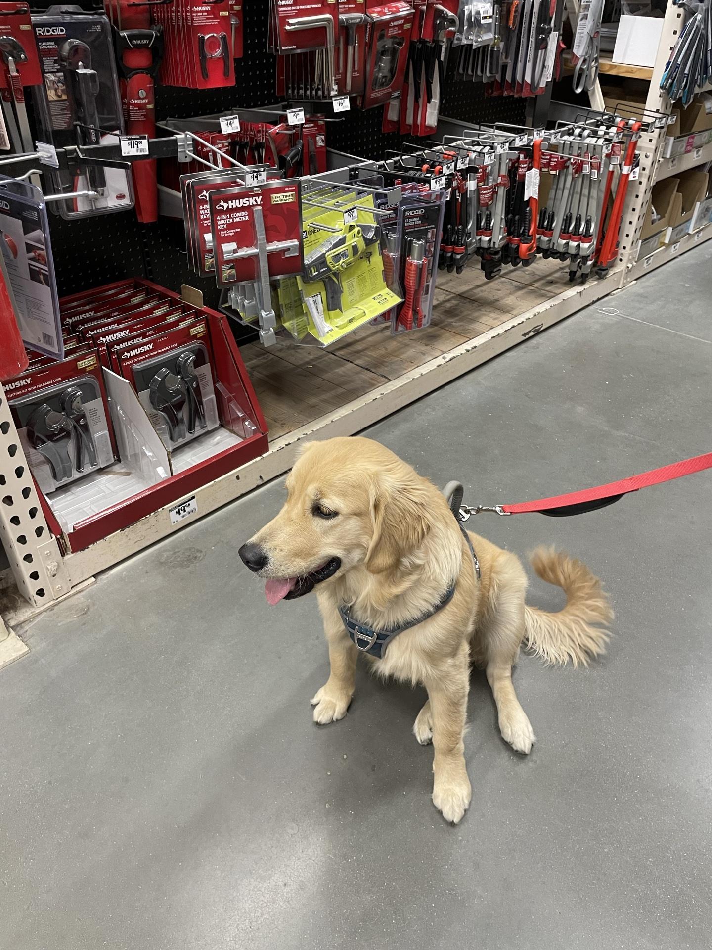 Pet Friendly The Home Depot Crystal River
