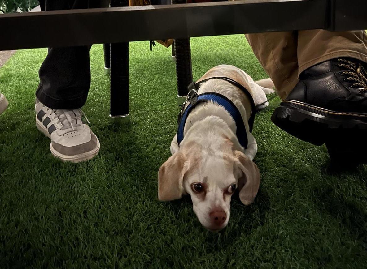 Pet Friendly Amuleto