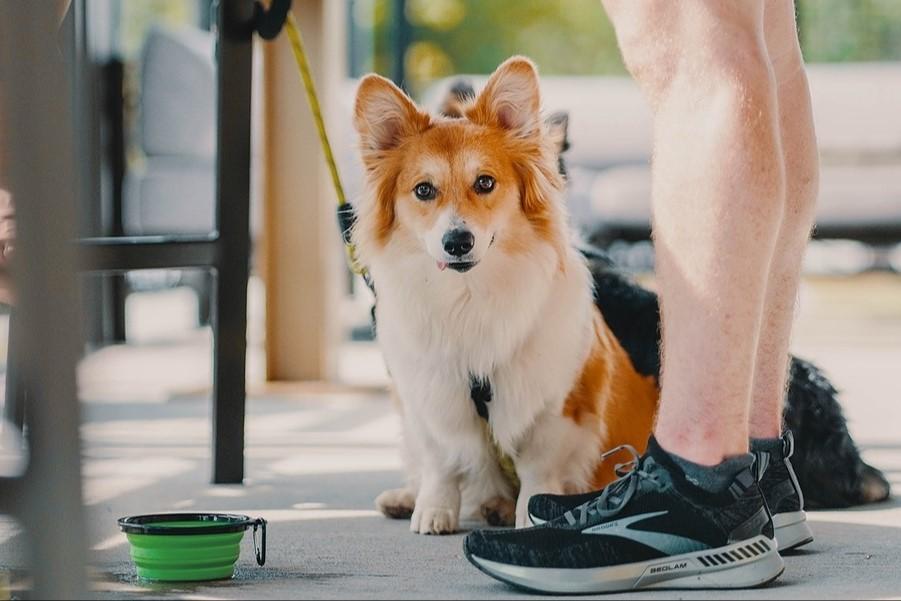 Banks Food Hall Pet Policy