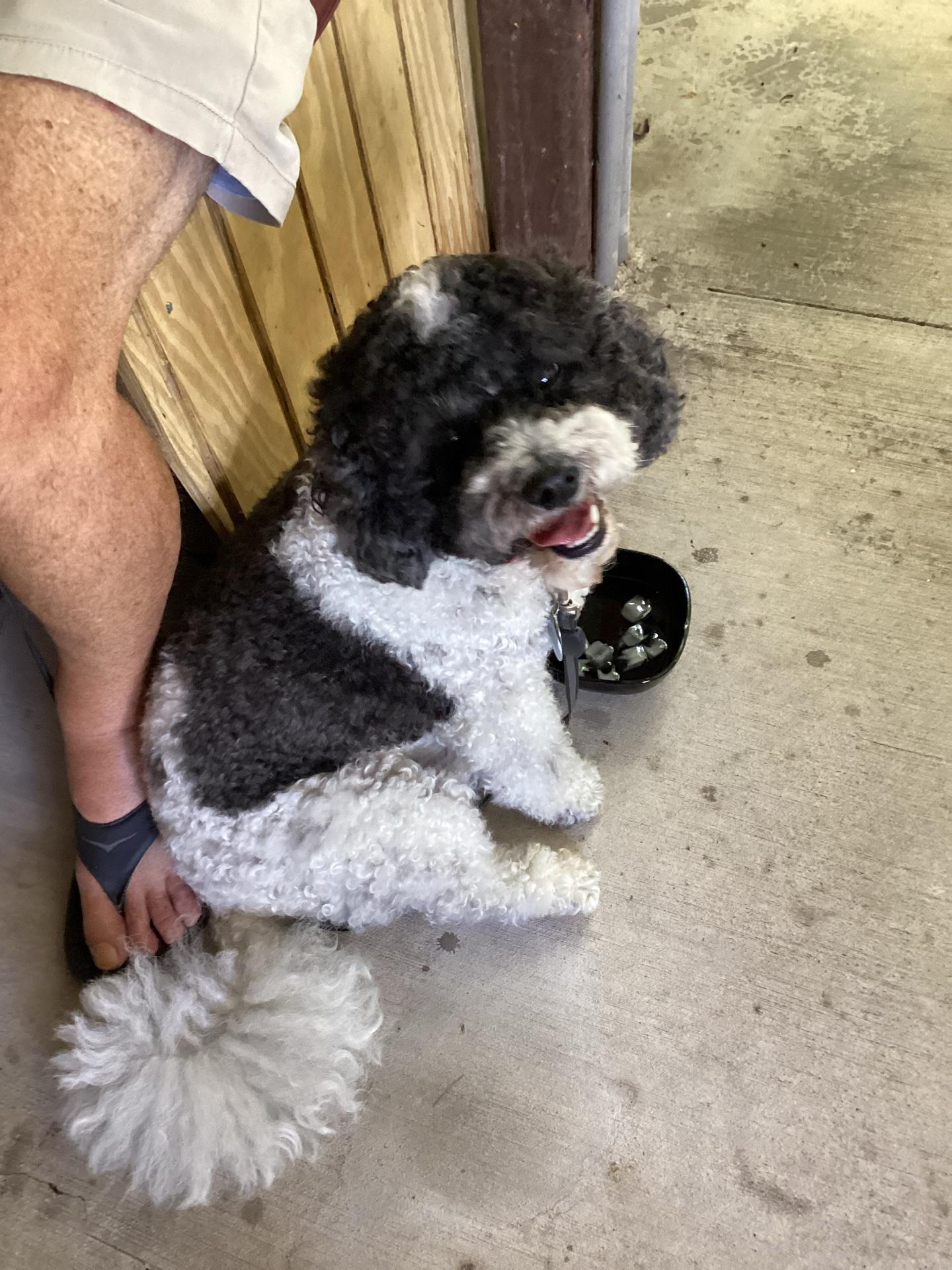Pet Friendly White Lion Cafe