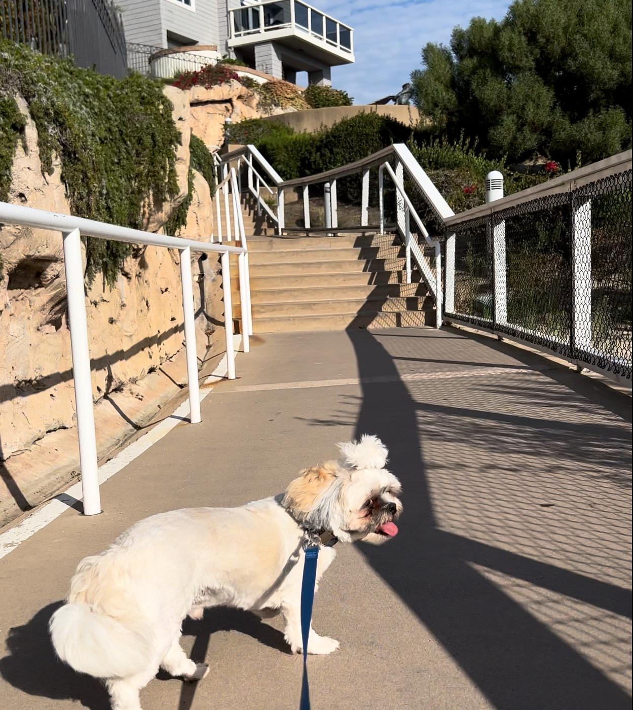Pet Friendly Bluff Top Trail