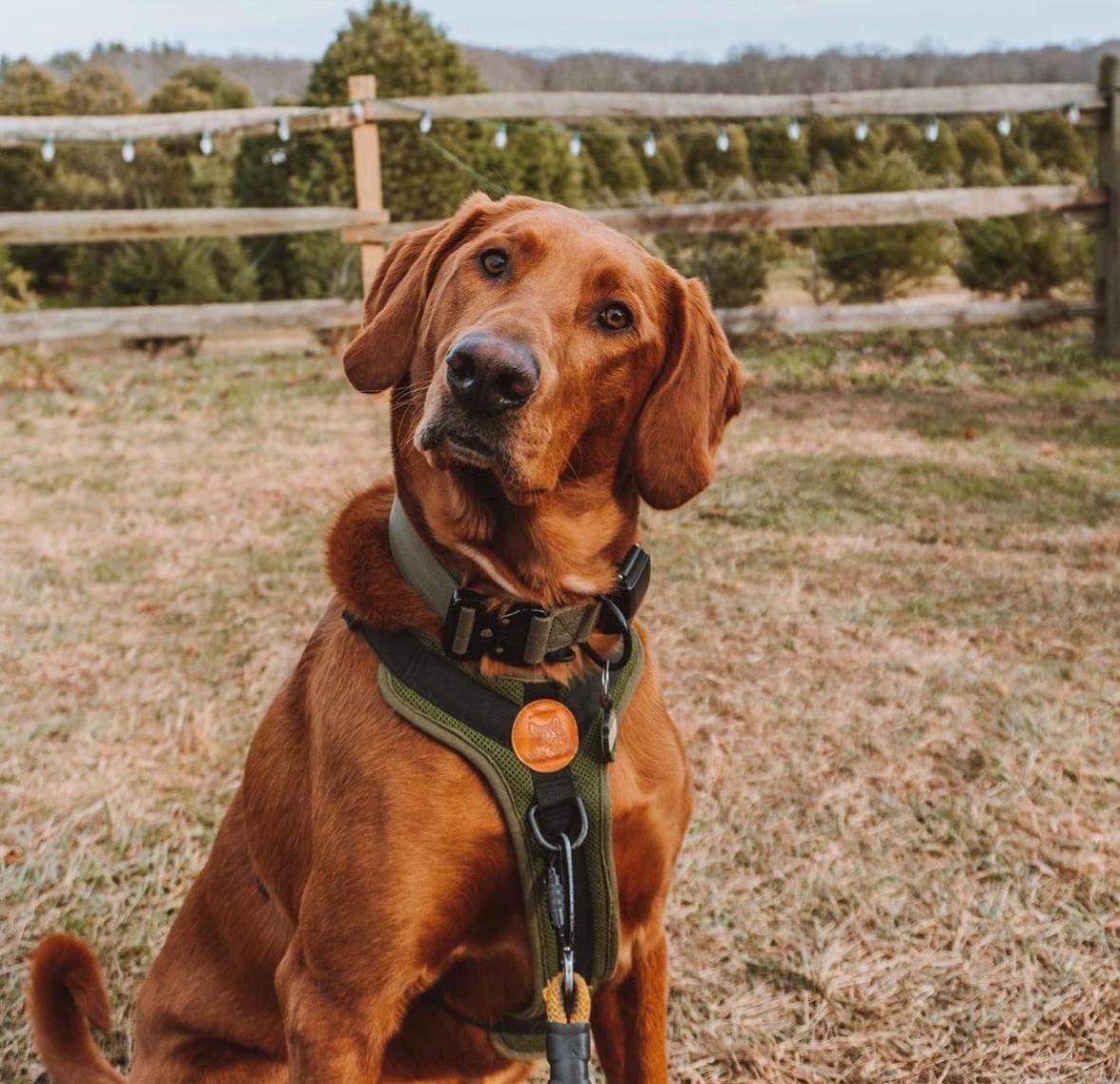 Pet Friendly Anne Ellen Christmas Tree Farm