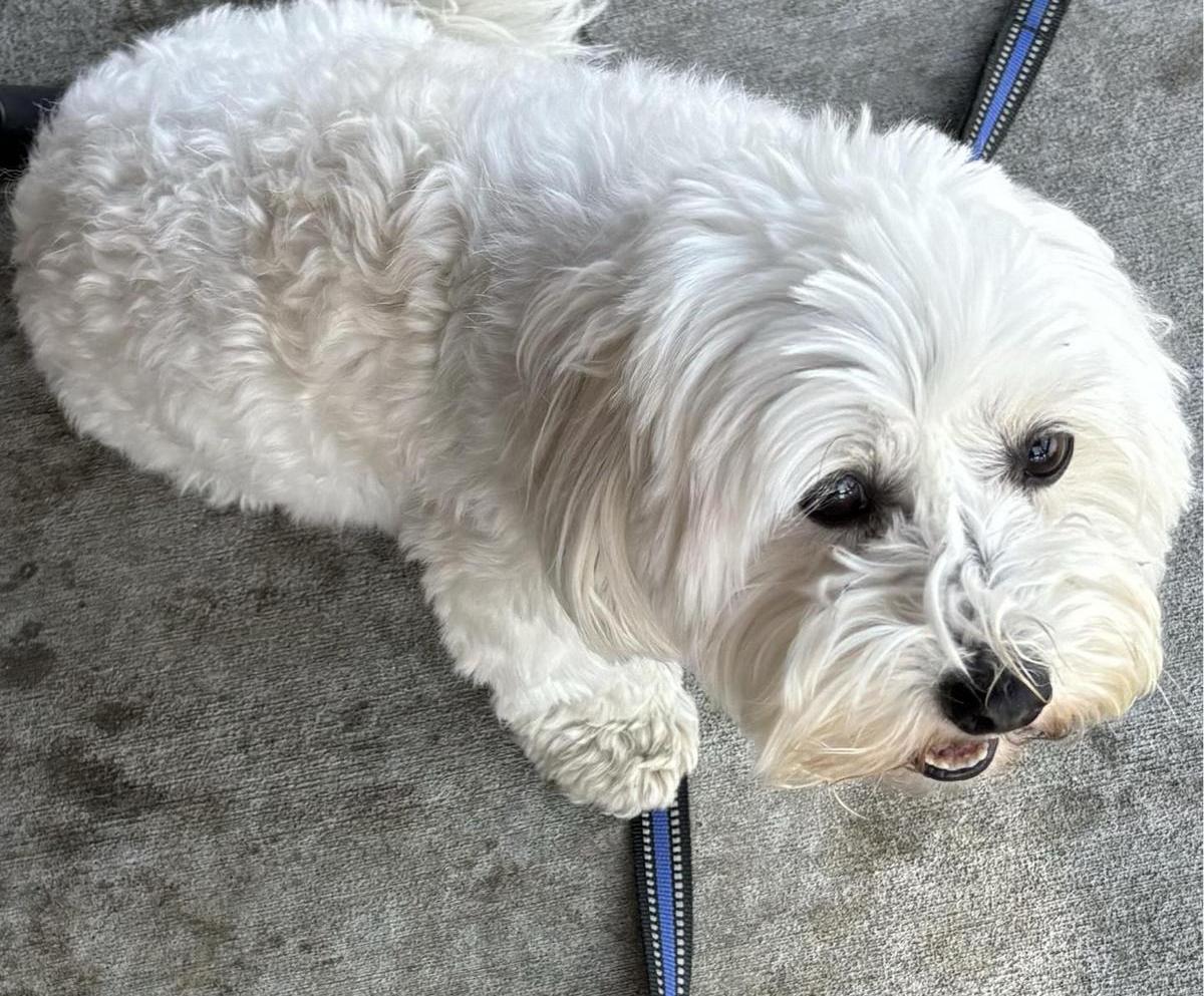 Tropicana Bar and Grill Pet Policy