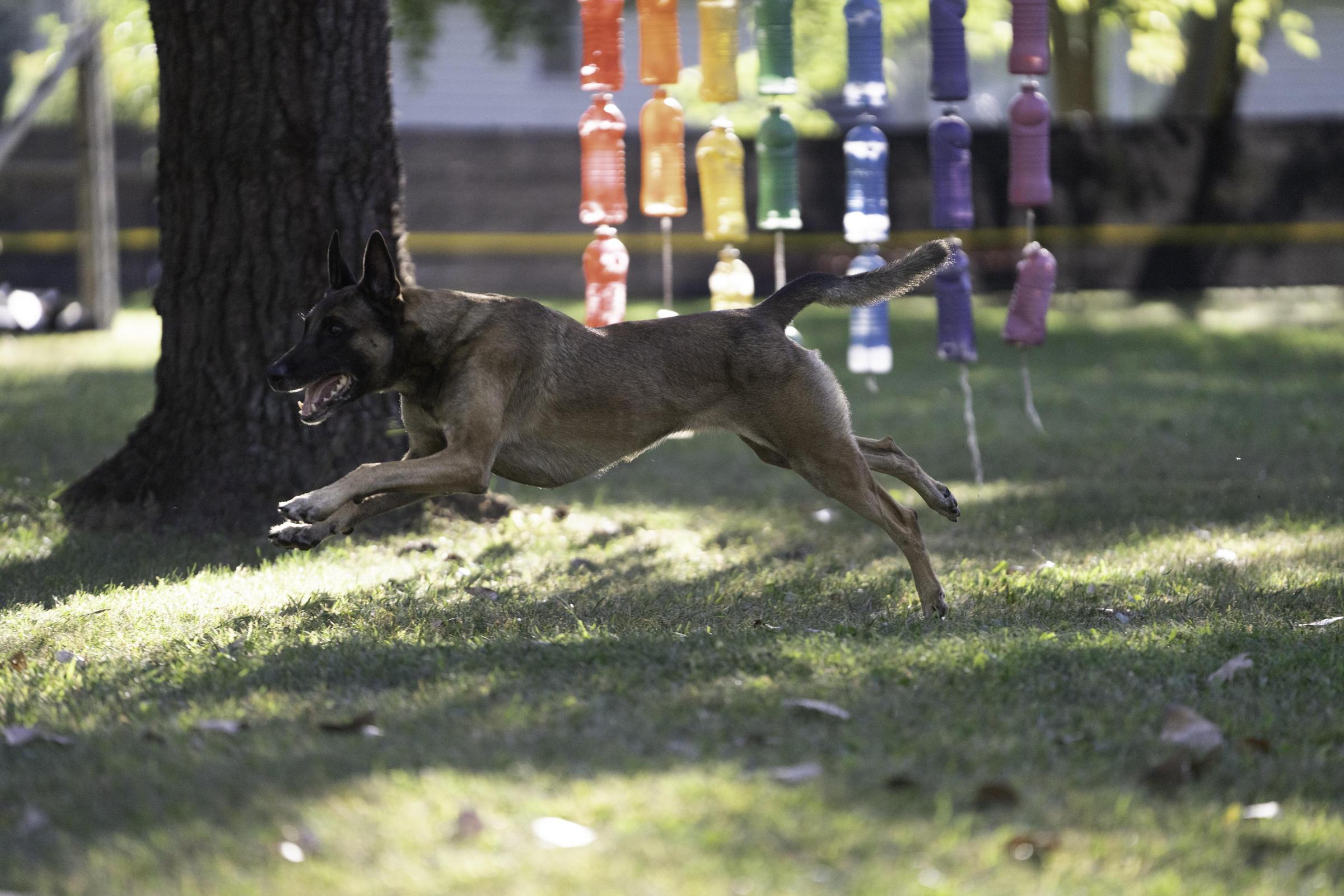 Pet Friendly CynoCentric Training & Behavior