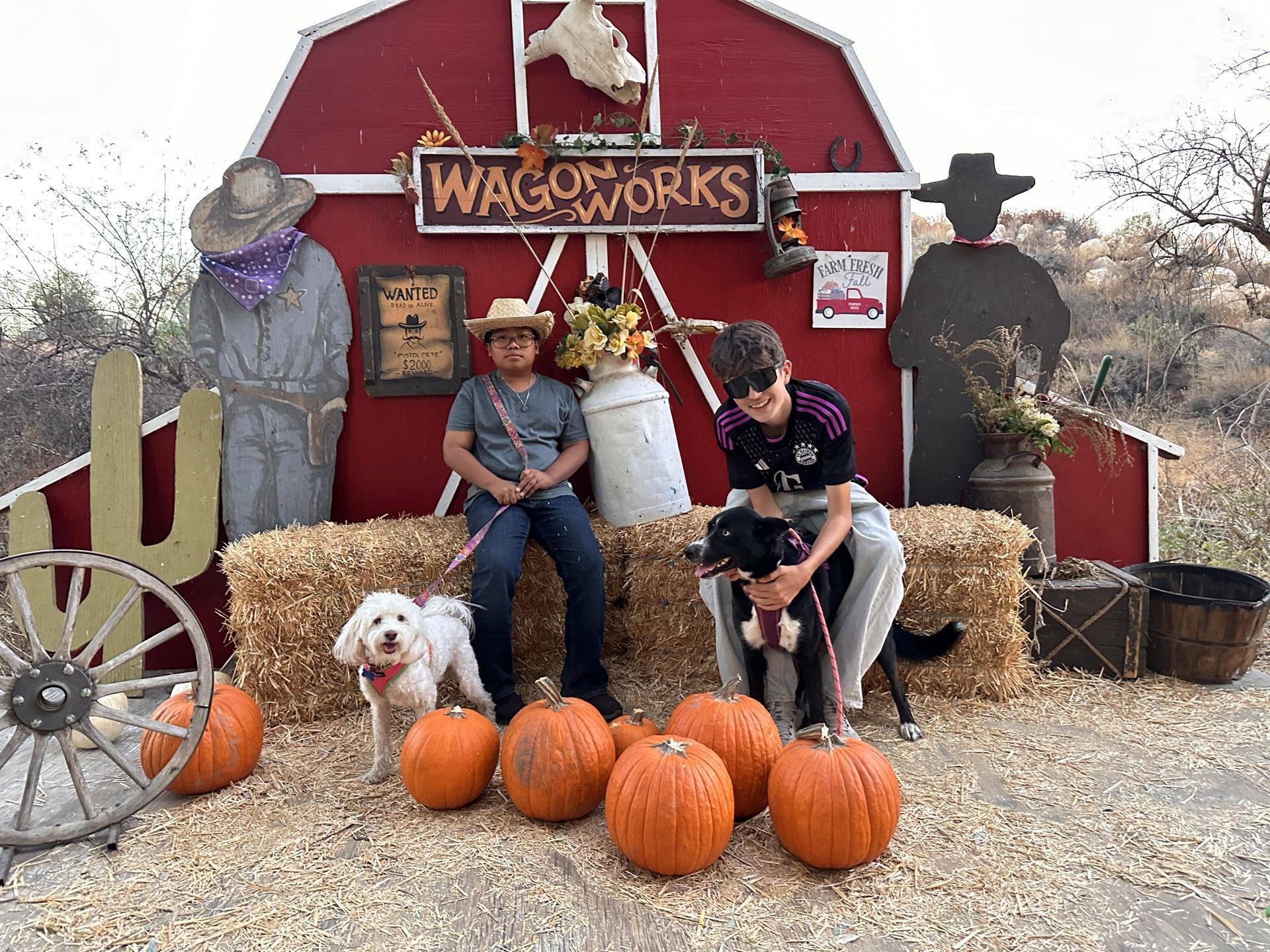 Pet Friendly Wickerd Farm