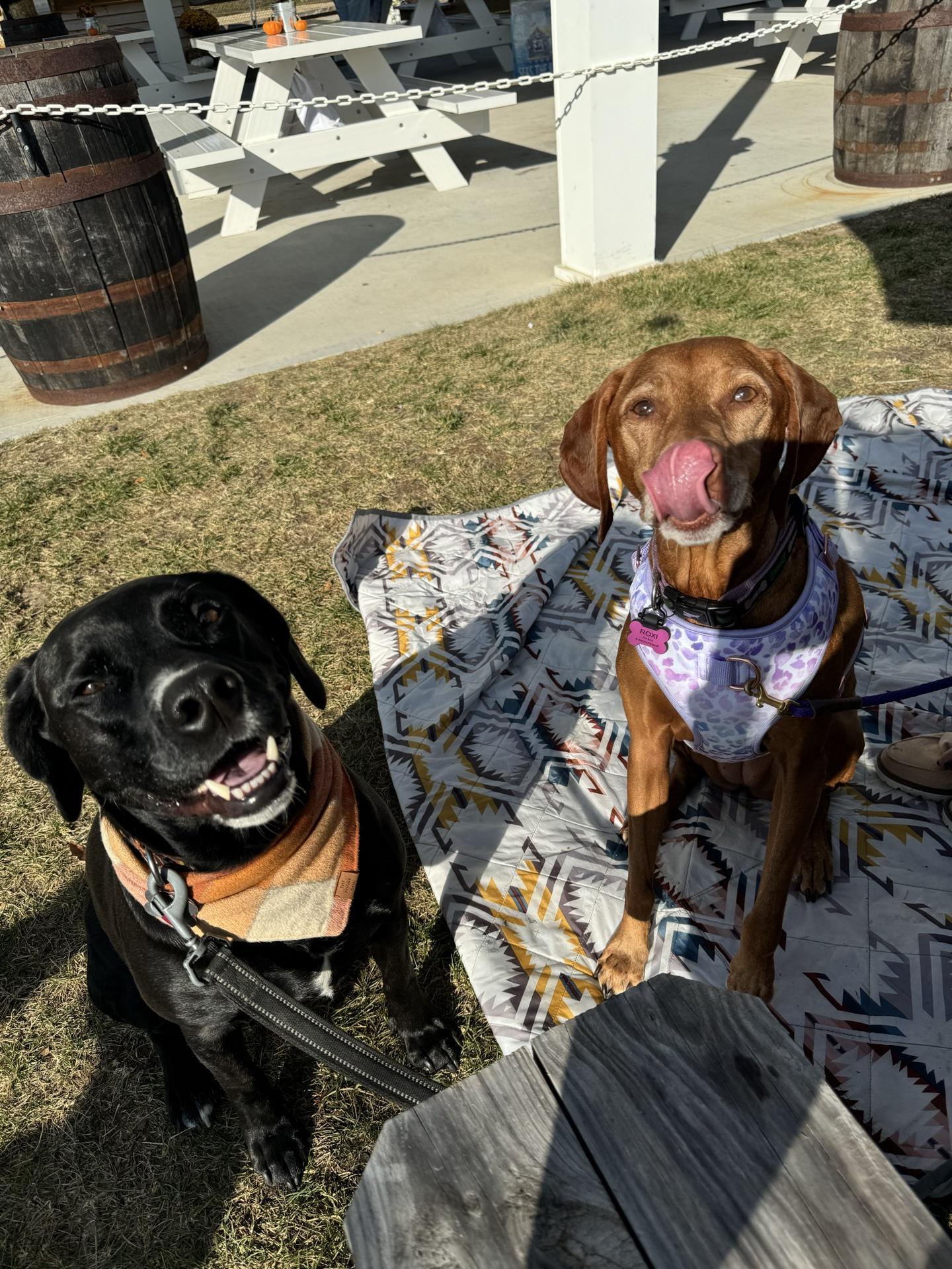 Pet Friendly Tall Oaks Farm + Brewery