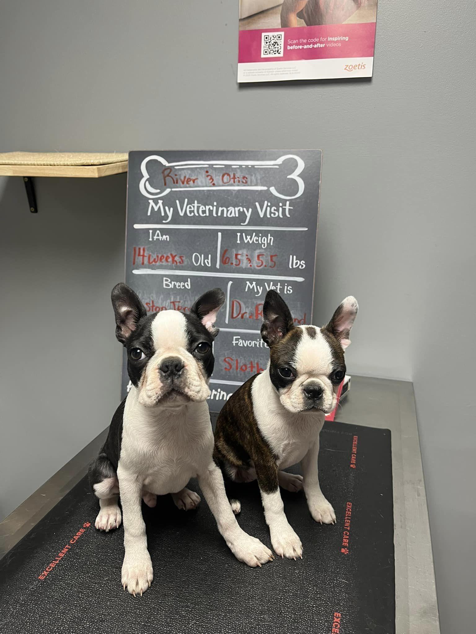 Pet Friendly Heartland Veterinary Hospital