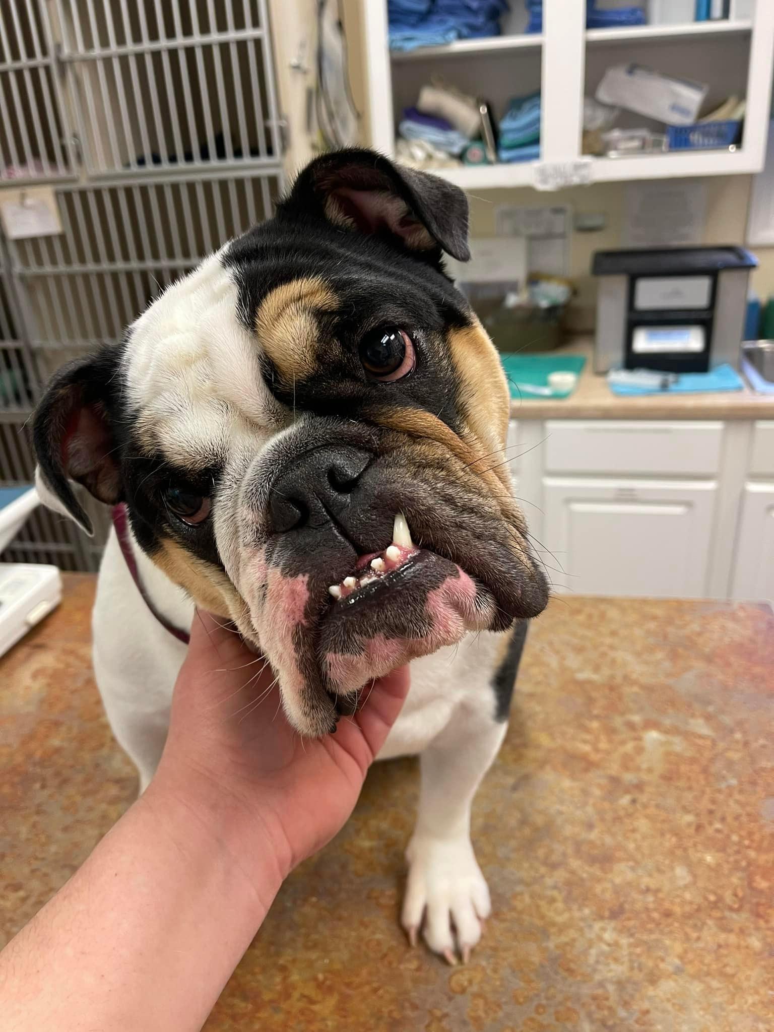 Pet Friendly Town & Country Animal Clinic
