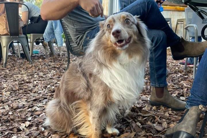 Pet Friendly Yappy Hour