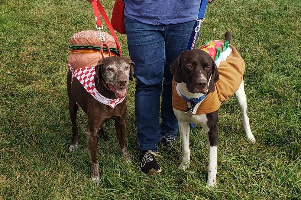 Pet Friendly Dogs In The Corn Maze