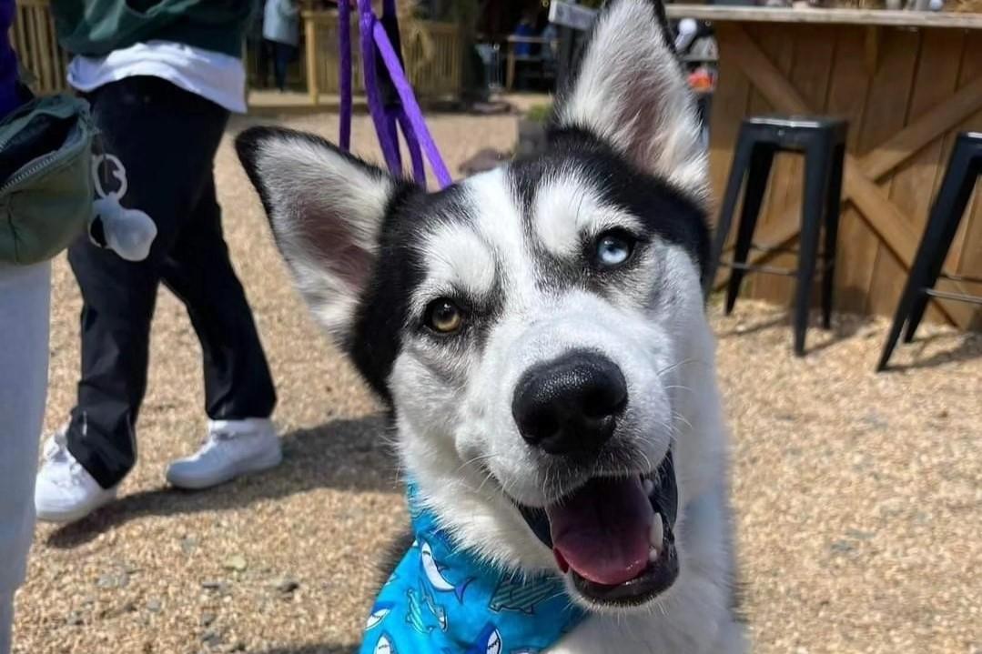 Pet Friendly Yappy Hour