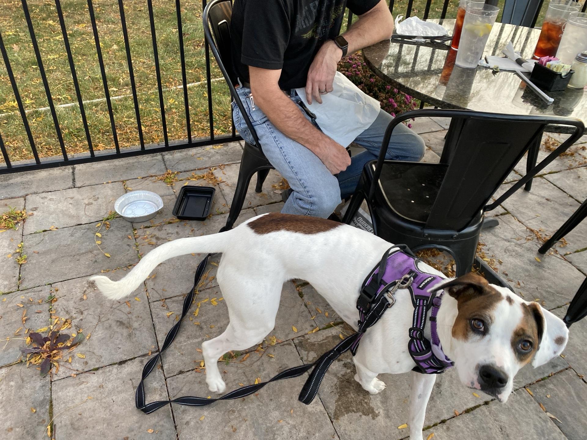 Pet Friendly Nonna Rosa Pizzeria Norristown