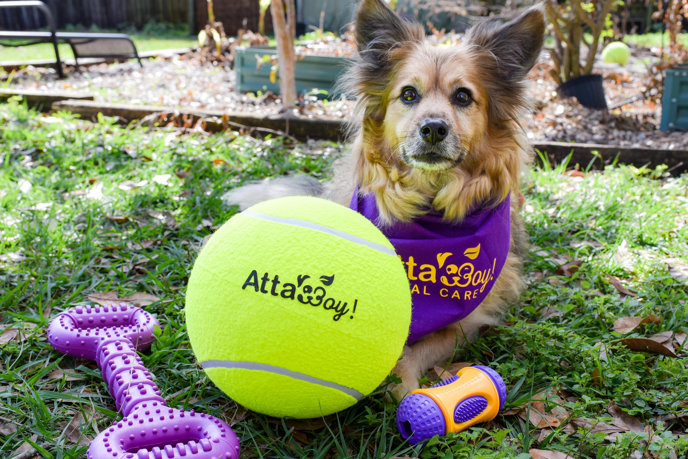 Pet Friendly Atta Boy! Animal Care Lakeland