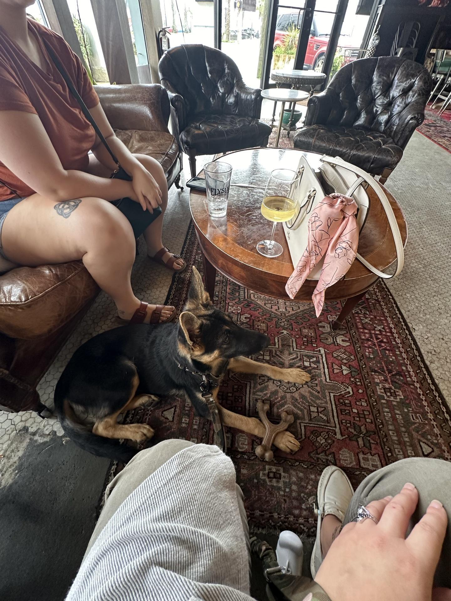 Pet Friendly Madeline's Wine Bar
