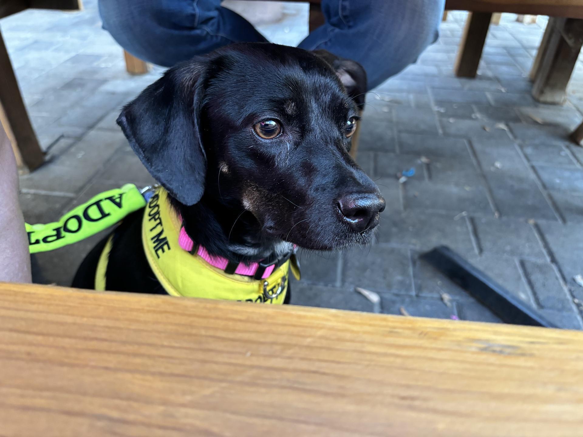 Pet Friendly Arizona Wilderness Brewing Co. Gilbert