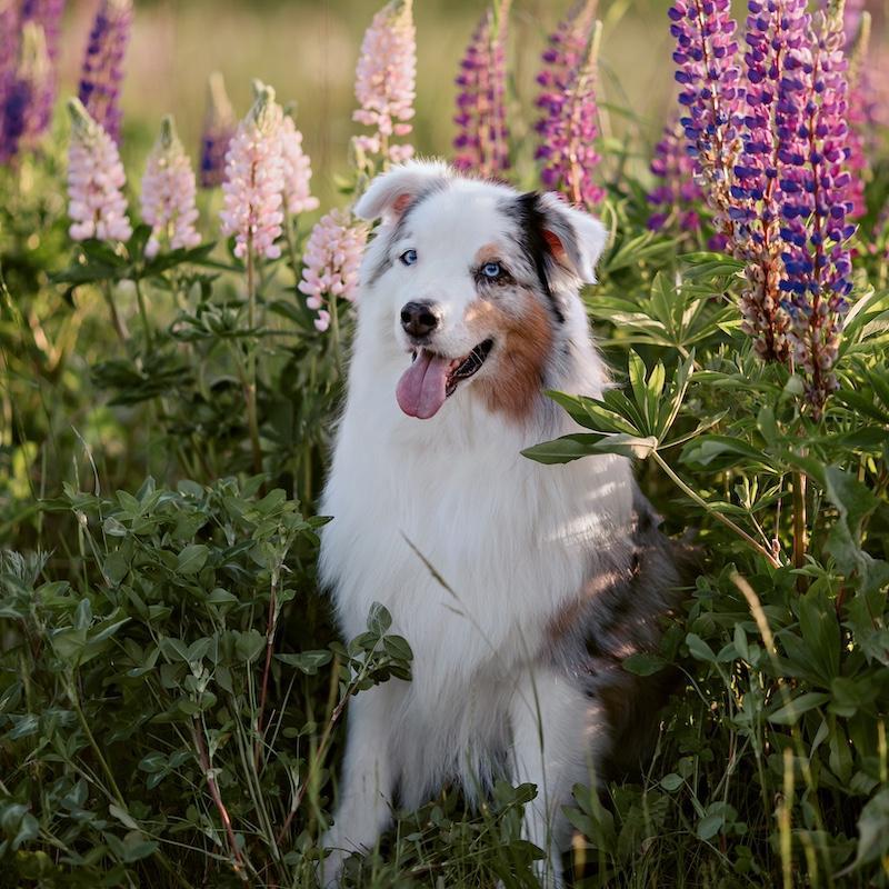 Pet Friendly Wildflower Pet Sitting and Dog Walking LLC